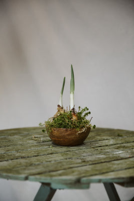 Wooden Bowl