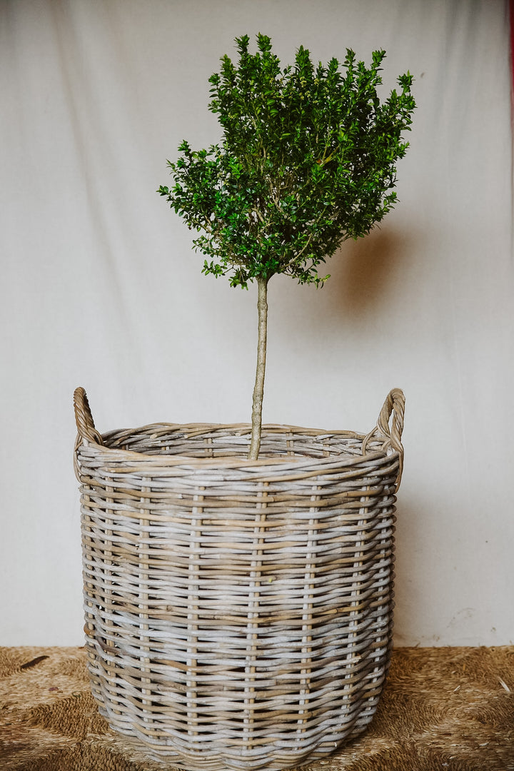 Large Round Base Wicker Basket