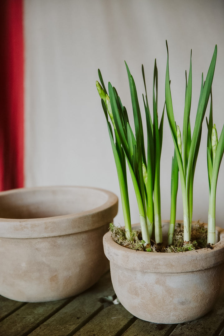 Small Round Terracotta Pots
